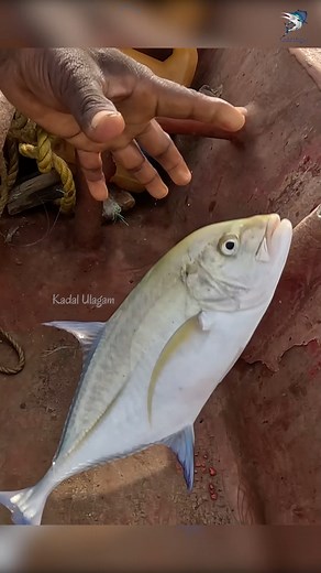 Catching Bludger Trevally in the Sea #fish #fishing #fishingtime | Kadal Ulagam