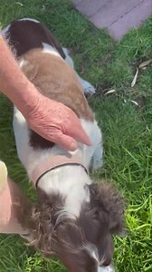 Rosie | Camelot Pet Resort | Facebook