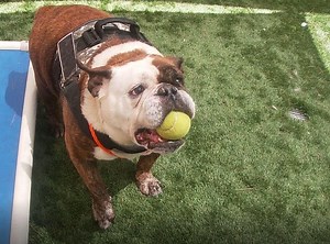 Happy Update: Willow was rescued today, 8/19/23 by Southern CA Bulldog Rescue! URGENT!!! Adorable chunky senior bulldog SET FOR EUTHANASIA on 8/19!!! Needs rescue NOW!! Willow first came in with two pugs. She was initially a bit protective of them and had to be separated from them. As she settled, kennel attendants did not have issues removing her friends from the kennel for adoption visits. She is sweet in the yard and solicits attention/affection. She wants to play but struggles due to her wei