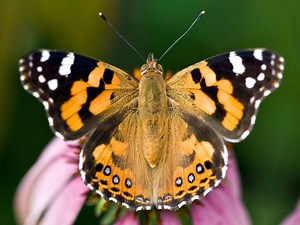 Australian painted lady - Alchetron, the free social encyclopedia