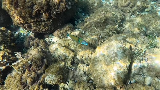 Quick facts about this decorative wrasse! The ornate wrasse (Thalassoma pavo). Ornate wrasse facts!! The ornate wrasse is a very colorful marine fish that occurs in the eastern Atlantic Ocean and throughout most of the Mediterranean Sea. Their Atlantic range is from Portugal to Senegal and the Cape Verde islands. These fish inhabit shallow coastal water, typically from 3 to 200 ft (1 to 60 m) deep. They prefer rocky reefs, seagrass beds, and macroalgae habitats. They also occur near shipwrecks a