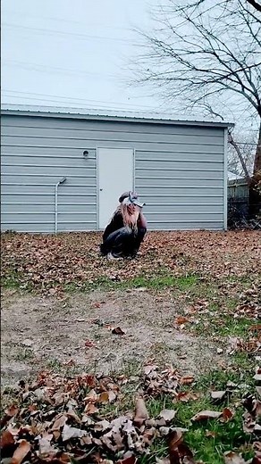 Therian howls 🐾🐺 #therian #howl #howls #howling #therianthropy #wolftherian #wolf #nature #autumn