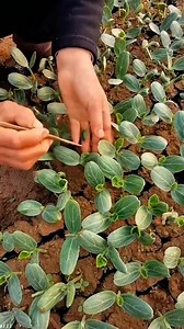 Tehnik sambung labu dengan semangka #reelstehnik #unik #reactionrandom | Icha Amsar