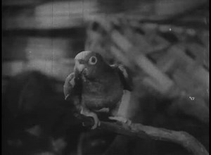 clip-3266542-close-up-parrot-on-perch