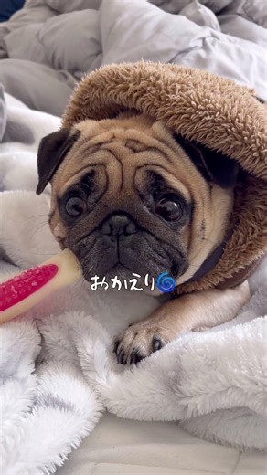 いつも家にいるけど、相当お疲れのようです、警備ご苦労様です👮🐕 本編ににぼぶの１日密着をupしてます！『ぼぶず』と検索してみてね🔍 #パグ #pug #dog #自宅警備員