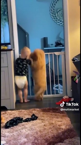 Funny dogs to Make you smile. Comment “cookie” to receive a cookie #funnyanimals #happydog #dogsoftiktok