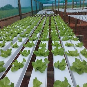 [Hot Item] Customized Hydroponic Grow System Nft Farm Hydroponic System