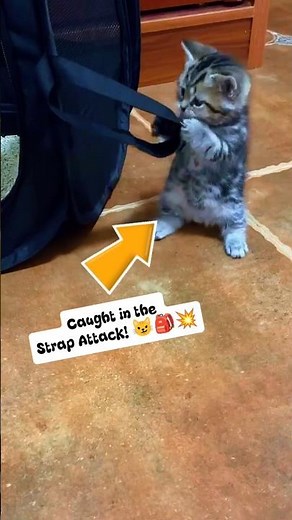Caught in the Strap Attack! 😼🎒💥 #cat #cutecats #prettycat #kitten #viralvideo #catlover #kitty