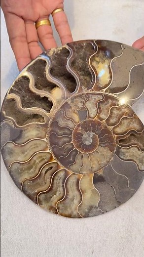 Unbelievable Ancient Rare Snail Fossils - Thousands Of Year Old 😱 #ytshorts #shorts