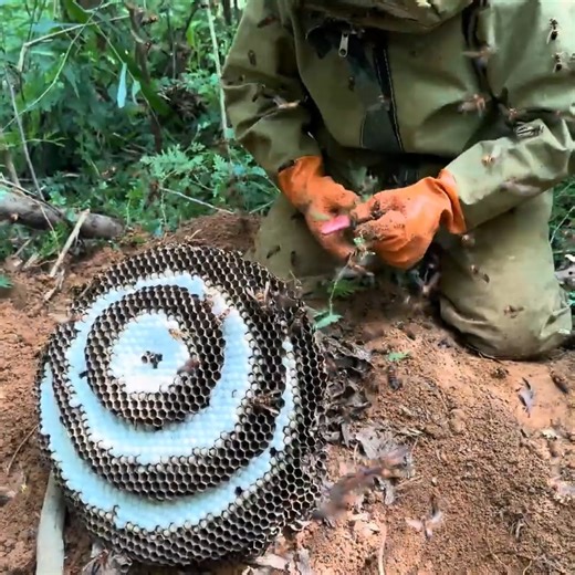 Expose a huge underground hornet nest in the rainforest | Bees Reels