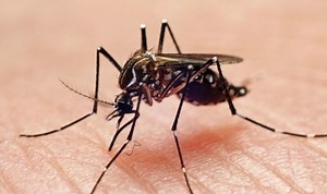 Dengue Fever: Doctor outlines signs and symptoms of infection