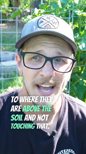 THIS Is Why You Should Prune Your Tomato Plants! #garden #gardening #gardening101 #gardeningforbeginners #gardeningtips #gardenhack #howtogarden #growyourownfood #tomatoplant #growtomatoes | Whitepepper Farms Homestead | Facebook