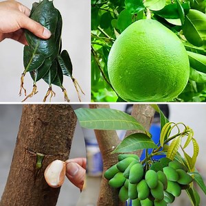 How to grow Pomelo and Mango Fruits with Natural Hormones | DIY Garden | Facebook