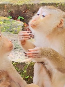 248K views · 3.7K reactions | Very funny how monkey Lila lip-smacking consolve big sister share baby wit her #beautiful #monkeydluffy #monkeycute #babymonkey #monkeyface #lovely #monkey #cute #animals #animalsbaby #poormonkey #monkeycry #funny #funnyvideo #cuteanimals | Monkey TV7 | Facebook