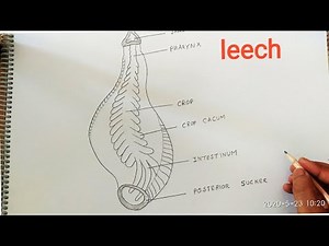 how to draw leech digestive system diagram