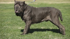 3.6K views · 54 reactions | Neapolitan Mastiff A Dog Lover's Introduction part 4 | Dogumentary TV | Facebook