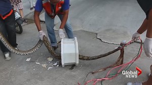 Python slithers out of toilet, bites man’s penis