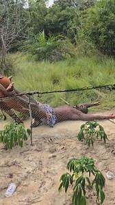 Behind-the-scenes of pregnant Warrior ,Movie available on SyPro Films tv 🔥 🔥 #nafisakampol #syprofilms #fblifestyle I'm Nafisa Kampol ( the pregnant Warrior ) | Nafisa Kampol