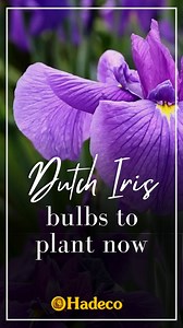 Get these beauties at your local nursery now! From mid-April to mid-June, plant the bulbs of beauty, whether in your garden beds or pots. Picture the enchantment of spring blossoming into vibrant life from September to October 🪻🌷. Explore an exquisite array of Dutch irises, including captivating varieties from Hadeco Bulbs , sure to become cherished treasures in your garden. #thegardenerza #dietuinier #thegardenermagazine #dietuiniertydskrif #plantfocus #dutchirise #bulbs #fortheloveofflowers 