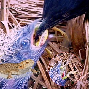 Coucals birds Catching Central bearded dragon for children to eat | Natural Bird Check