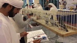 Compilation video of PIPA’s public auction in Kuwait. Thanks to all the fanciers in Middle East who supported this auction! | PIPA