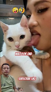 The Ultimate Cats vs Humans Showdown 🤪🤣 #funny #catvideos #catshorts #cat #viral