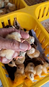 MD YURI INTEGRATED FARM Hatchery... How to Check for Quality Chicks... | Ramon Apoyon