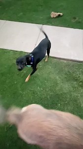 Mutts and Runts Rescue on Reels