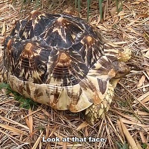 An Unboxing Video For All Tortoise Lovers | Kamp Kenan