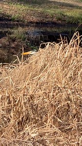 11 reactions | Walk behind scenes | Muhammad Saleem | Facebook