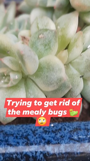 Trying to get rid of the mealy bugs 🐛 🙄 #succulents #nature #insectes | DeliSuccus Maria