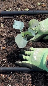 Who's planting for Fall?? 🙌🙌 Tips to get the most out of fall planting: -Check the back of the seed packet for “days to maturity”. Subtract that number from your average first frost date and that will give you a general idea of when to plant. Remember, if you’re buying seedlings, those plants are usually a few weeks old. -Carrots, radishes, turnips, peas, and potatoes are usually direct sown. Greens, broccoli, cauliflower, cabbage, green onions, kale, and spinach can be started indoors and tra