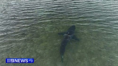 Another shark sighted near attack at SA beach