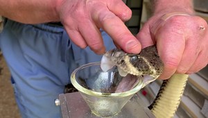 Normal Crotalus atrox | Kentucky Reptile Zoo