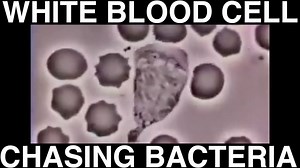 chasing the bacteria down! | Nursing and NCLEX Mastery