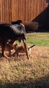 Remi and her puppies are available for adoption! Pups are 2 girls and a boy! | Hawkins County Humane Society