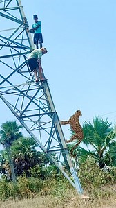 2M views · 4.3K reactions | Really wild cheetah attack #reels #viralreels #reelsviral #reel #video #viral #trending #Amazing #wildlife | Abhirnna Sahu | Facebook