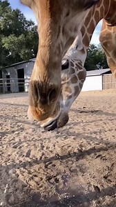 And….action! Show us those amazing, blue tongues. 🦒 | Emerald Coast Zoo
