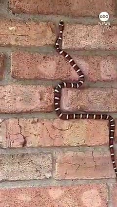 67K views · 1K reactions | GAME ON: A snake climbs a brick wall in a manner that resembles a cellphone game that was popular in the 1990s. https://abcn.ws/3774ax0 | ABC News | Facebook