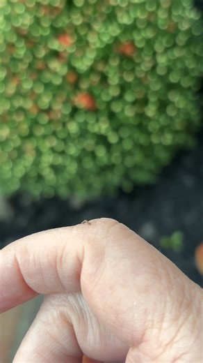 Sharon Burton on Reels