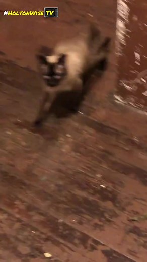 Why are Cockroaches & Mice so Common at Section 8 Apartments? | HoltonWiseTV Highlights ___ Many landlords think that Section 8 tenants are the worst. Some landlords are even refusing to rent their properties to tenants with Section 8 vouchers. The perception that Section 8 tenants are dirty and irresponsible isn't helped by how common cockroach & mice infestations are in Section 8 houses & apartments. As a landlord & property manager dealing with 1,000's of Section 8 tenants, HoltonWise has see