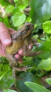 🐸🌸Toad Poop Fertilizer