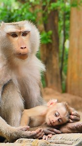 Libby keep no feeding Lily #reelfb #fbreel #wildlife #monkey #video #Libby #Lily #cried #hungry #angry #sad #babycry #Facebookpost | Beecraft 02 | Facebook