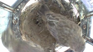 The House Finch Story - Nest Building, Brooding, Raising, and Fledging | Birds Walking Down