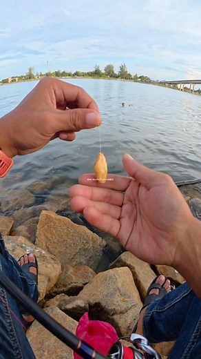 102K views · 1.3K reactions | Setup sea bream atau ikan kuku.. saiz mata kail, cara buat umpan dan mancing sampai strike.. | Khairul Fathi Mohamed | Facebook