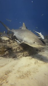 682K views · 10K reactions | Tiger shark kisses! | Epic Diving | Facebook