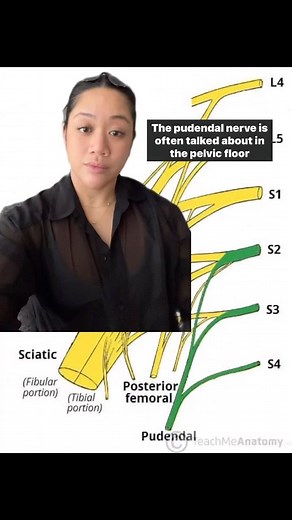 Let’s talk about the pudendal nerve! This nerve arises from our sacral plexus in the lowest part of the spine. It controls the muscles of the pelvic floor, including the urethral sphincter and external anal sphincter, which assists in giving us urinary and fecal continence. It also gives sensation to the penis, vagina, perineum, and anal area. It has a complicated pathway once exiting the sacral plexus, meaning it has many areas where it can possibly get entrapped or irritated. Pelvic floor ther