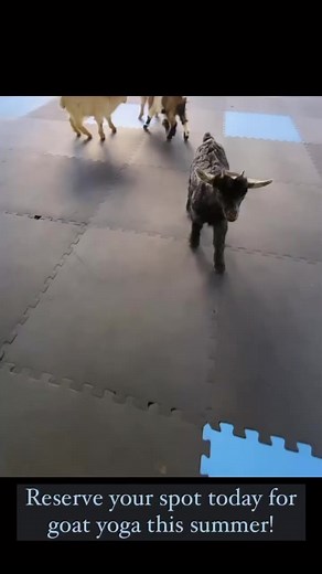 3.9K views · 40 reactions | Our goat yoga classes are filling up for...
