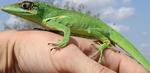 Knight Anole Care Sheet | Reptiles' Cove