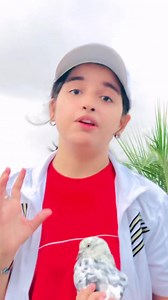 #viralvideos Pigeon Girl New Video 🔥 Tiger Grizzle Pigeon 😍 . . . #reels #trending #trend #kabutar #kabootar #pigeons #pigeongirl #love #bird #viral #viralvideos | Pigeon Girl